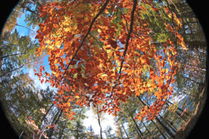 Waldmotiv, fotografiert mit Fisheye Objektiv Waldmotiv, fotografiert mit Fisheye Objektiv